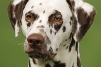 Fee Amilia vom Hause Fiedanu „Mia“